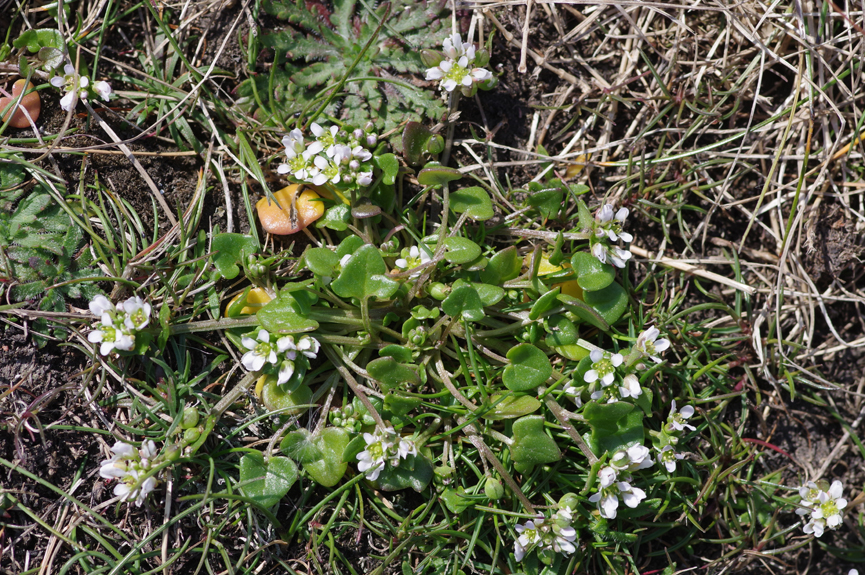 Cochlearia danica - Dänisches Löffelkraut