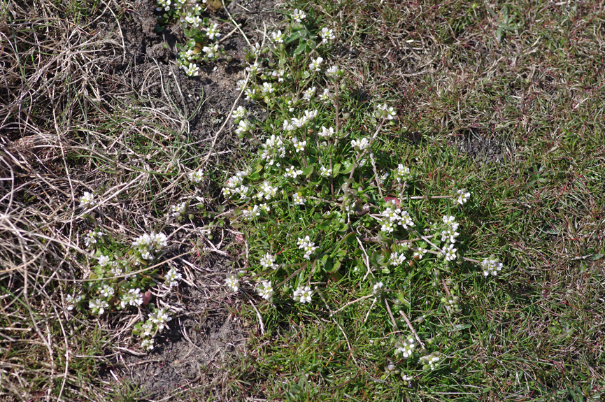 Cochlearia danica - Dänisches Löffelkraut
