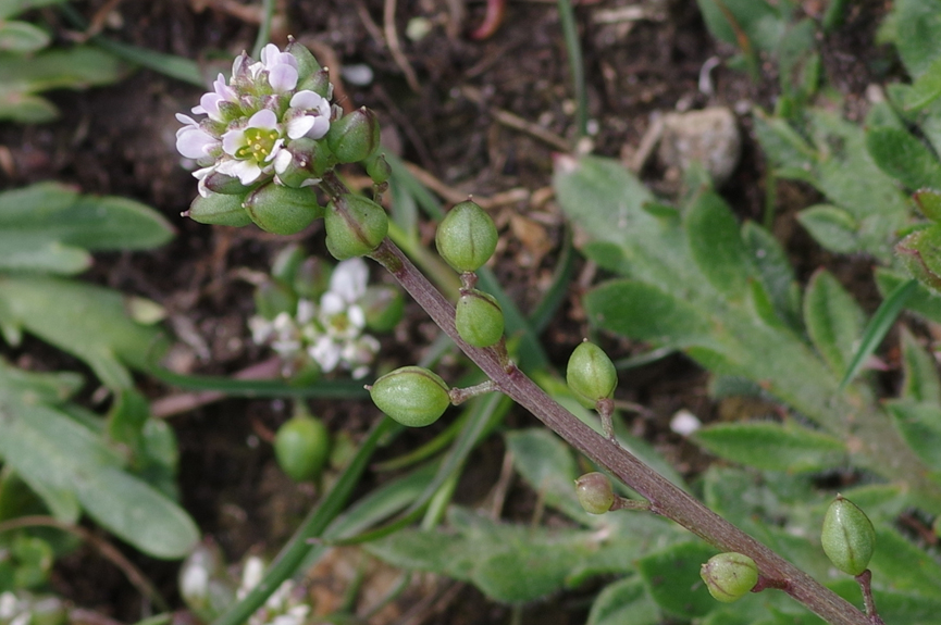 Cochlearia danica - Dänisches Löffelkraut