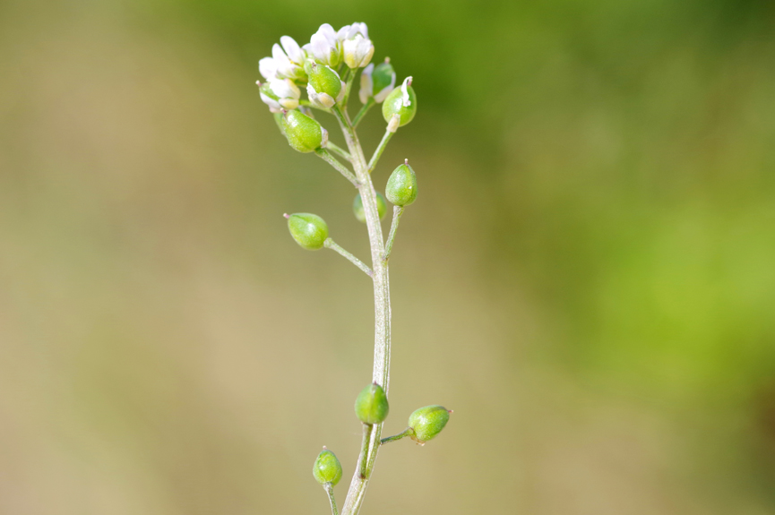 Cochlearia danica - Dänisches Löffelkraut