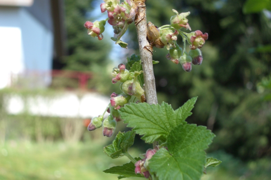 schwarze johannisbeere hochstamm schneiden