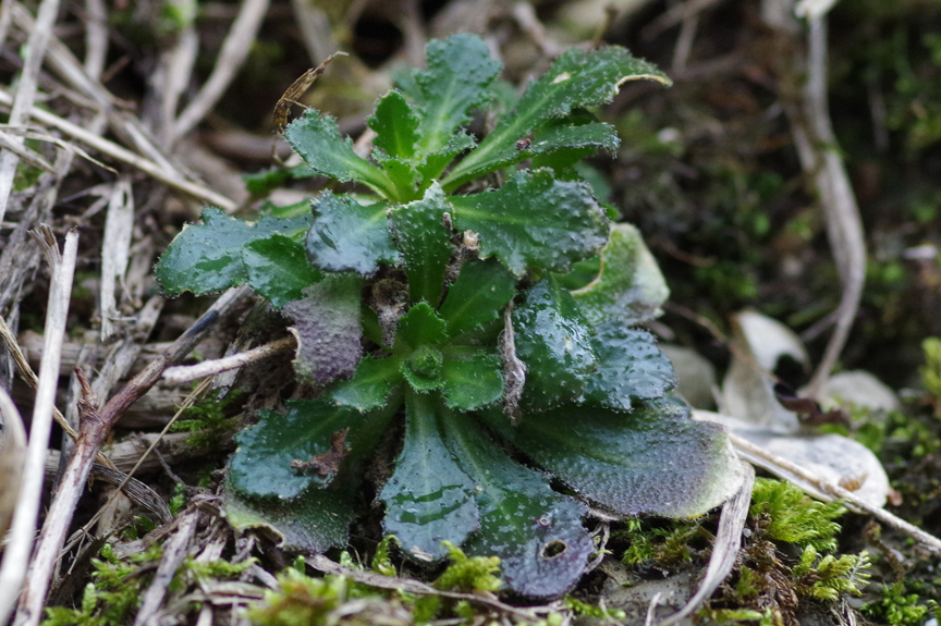 Arabis scabra Raue Gänsekresse